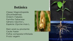 Classe: Magnoliopsida
(Dicotiledônea)
Ordem: Fabales
Família: Fabaceae
Gênero: Glycine L.
Espécie: Glycine max L.
Raiz: axial