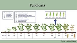 Fenologia
Fonte: Instituto Phytus

