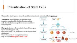 Overview of Stem Cell Types and Applications | PDF | Stem Cell | Cell ...