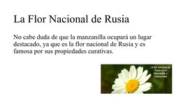 La Flor Nacional de Rusia
No cabe duda de que la manzanilla ocupará un lugar 
destacado, ya que es la flor nacional de Rusia