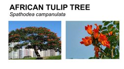 Endemic Trees of the Philippines | PDF | Ficus | Botany