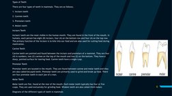 6
Types of Teeth 
There are four types of teeth in mammals. They are as follows;
1. Incisors teeth
2. Canines teeth
3. Premol