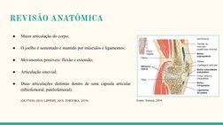 REVISÃO ANATÔMICA
●
Maior articulação do corpo;
●
O joelho é sustentado e mantido por músculos e ligamentos;
●
Movimentos pos