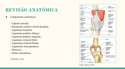 REVISÃO ANATÔMICA
●
Componentes anatômicos:
- Cápsula articular;
- Retináculos medial e lateral da patela;
- Ligamento da pat