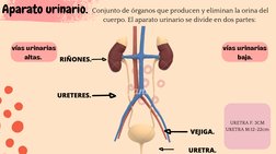 URETRA F: 3CM
URETRA M:12-22cm
Aparato urinario. Conjunto de órganos que producen y eliminan la orina del
cuerpo. El aparato