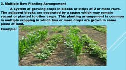Farm Layout Planning and Design Guide | PDF | Agriculture | Plants