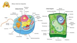 Flagelo
Cilios
Retículo 
endoplasmático 
rugoso
Retículo 
endoplasmático liso
Citoesqueleto
Centríolos
Vacuola
Aparato 
de Go