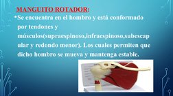 MANGUITO ROTADOR: 
•Se encuentra en el hombro y está conformado 
por tendones y 
músculos(supraespinoso,infraespinoso,subesca