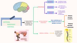 SISTEMA
NERVIOSO  
CENTRAL
EL SISTEMA NERVIOSO 
 CENTRAL ESTA  
CONFORMADO  POR 
EL   ENCEFALO Y LA  
MEDULA  ESPINAL
ENCEFAL