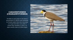 CARADRIFORMES
(CHARADRYFORMES)
Divididas en varios grupos (6 sub ordenes) 
que presentan 351 especies están distribuidas 
en