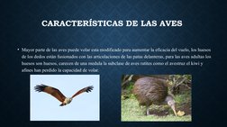 CARACTERÍSTICAS DE LAS AVES 
• Mayor parte de las aves puede volar esta modificado para aumentar la eficacia del vuelo, los h