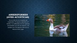 ANSERIFORMES
(AVES ACUÁTICAS) 
Son un orden de aves neognatas que 
comprenden 176 especies repartidas en 3 
familias. Los and