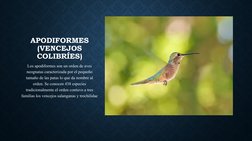 APODIFORMES
(VENCEJOS 
COLIBRÍES)
Los apodiformes son un orden de aves 
neognatas caracterizada por el pequeño 
tamaño de las