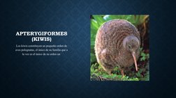 APTERYGIFORMES
(KIWIS)
Los kiwis constituyen un pequeño orden de 
aves polognatas, el único de su familia que a 
la vez es el