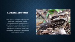 CAPRIMULGIFORMES
    
Entre estas aves se agrupan los podargos, los 
chotacabras y otras especies afines se 
extienden por ca