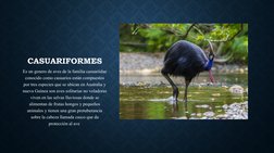 CASUARIFORMES
Es un genero de aves de la familia casuariidae 
conocido como casuarios están compuestos 
por tres especies que