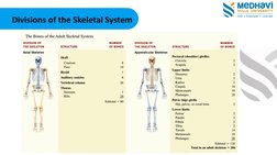 Overview of the Skeletal System | PDF | Skeleton | Pelvis