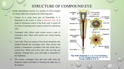 Structure and Function of Insect Compound Eyes | PDF | Eye | Retina