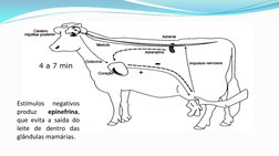 Estímulos 
negativos 
produz 
epinefrina, 
que evita a saída do 
leite de dentro das 
glândulas mamárias.  
4 a 7 min 
