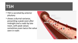 TSH
• TSH is secreted by anterior 
pituitary
• shows a diurnal variance, 
presenting a peak soon after 
midnight and a nadir