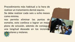Procedimiento más habitual a la hora de
realizar un tratamiento dental equino.
Se debe realizar cada seis u ocho meses
como m
