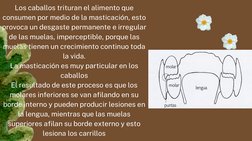 Los caballos trituran el alimento que
consumen por medio de la masticación, esto
provoca un desgaste permanente e irregular
d