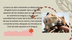 La boca se abre metiendo un dedo pulgar
dirigido hacia el paladar duro y del lado
opuesto de las muelas que se van a limar,
s