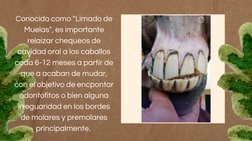Conocido como "Limado de
Muelas", es importante
relaizar chequeos de
cavidad oral a los caballos
cada 6-12 meses a partir de