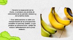 > Durante la maduración de los
frutos, se produce una perdida de
consistencia de las paredes celulares y
de la lamina media
>
