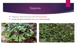 Targionia
 Targionia is a genus of liverworts in the order Marchantiales. 
 It is the only genus in the family Targioniacea