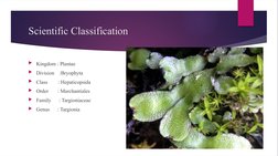Scientific Classification
Kingdom : Plantae
Division    :Bryophyta
Class        : Hepaticopsida
Order       : Marchantial