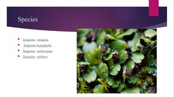 Species
Targionia  elongata
 Targionia hypophylla
Targionia  lorbeeriana
Targionia  stellaris
