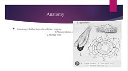 Anatomy
In anatomy, thallus shows two distinct regions: