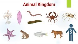 Overview of Kingdom Animalia Phyla | PDF | Nematode | Organisms