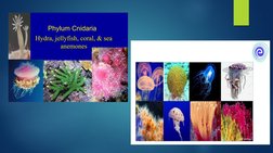 Overview of Kingdom Animalia Phyla | PDF | Nematode | Organisms