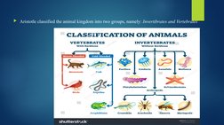 Overview of Kingdom Animalia Phyla | PDF | Nematode | Organisms
