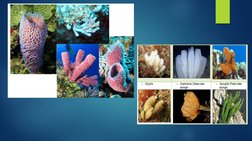 Overview of Kingdom Animalia Phyla | PDF | Nematode | Organisms