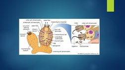 Overview of Kingdom Animalia Phyla | PDF | Nematode | Organisms