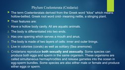 Overview of Kingdom Animalia Phyla | PDF | Nematode | Organisms