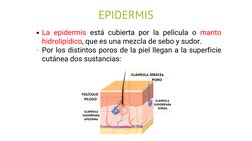 EPIDERMIS
La epidermis  está cubierta por la película o  manto
hidrolipídico, que es una mezcla de sebo y sudor.
Por los dist