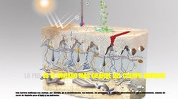 LA PIEL ES EL ORGANO MÁS GRANDE DEL CUERPO HUMANO
Esta barrera multicapa nos protege, por ejemplo, de la deshidratación, las