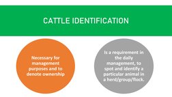Beef Cattle Management Practices Guide | PDF | Cattle | Domesticated ...