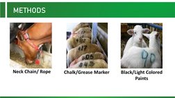 Beef Cattle Management Practices Guide | PDF | Cattle | Domesticated ...