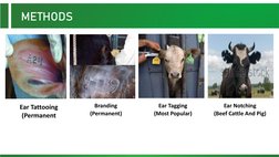 Beef Cattle Management Practices Guide | PDF | Cattle | Domesticated ...
