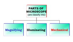 PARTS OF 
MICROSCOPE
(are classify into)
PARTS OF 
MICROSCOPE
(are classify into)
Magnifying
Magnifying
Illuminating 
Illumin