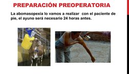 La abomasopexia lo vamos a realizar  con el paciente de 
pie, el ayuno será necesario 24 horas antes. 
PREPARACIÓN PREOPERATO