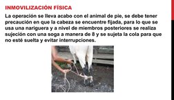 INMOVILIZACIÓN FÍSICA
La operación se lleva acabo con el animal de pie, se debe tener 
precaución en que la cabeza se encuent