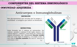 Anticuerpos o Inmunoglobulinas
DEFINICIÓN
Son glucoproteínas que circulan por la sangre y 
neutralizan  al antígeno que induc