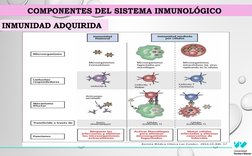 COMPONENTES DEL SISTEMA INMUNOLÓGICO 
INMUNIDAD ADQUIRIDA
