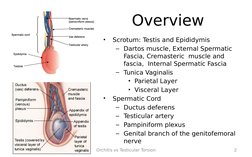Testitis Orchitis vs Testicular Torsion Guide | PDF | Medical Specialties ...